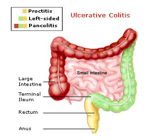 normal-colon